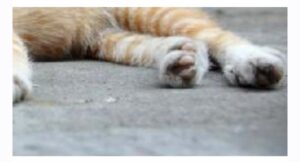 Leia mais sobre o artigo Matança de gatos em Geribá levanta alerta contra mal tratos a animais