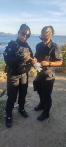 Leia mais sobre o artigo GUARDA MUNICIPAL DESMOBILIZA PONTO DE VENDAS DE DROGAS NO MIRANTE DO FORTE