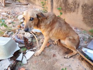 Leia mais sobre o artigo Multas para maus-tratos a animais podem ser aumentadas