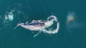 Leia mais sobre o artigo FUNTEC alerta sobre procedimentos durante avistamento de baleias em Arraial do Cabo