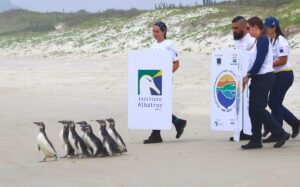Leia mais sobre o artigo Instituto Albatroz realiza soltura de oito pinguins-de-Magalhães   na praia do Pontal do Peró, em Cabo Frio (RJ)