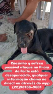 Leia mais sobre o artigo Cães abandonados na Praia do Forte estão sendo mutilados e cegados covardemente