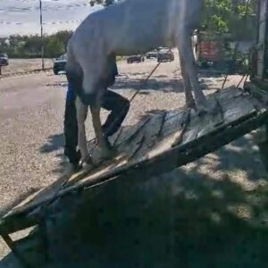 Leia mais sobre o artigo Secretaria Municipal de Segurança Pública de Arraial do Cabo realiza operação conjunta com o CPRV