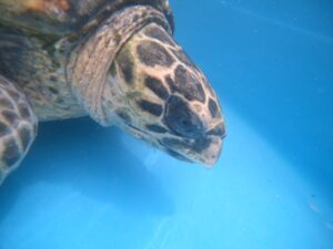 Leia mais sobre o artigo Tartarugas marinhas de espécies ameaçadas de extinção   encalham em praias de Cabo Frio e Búzios,  na Região dos Lagos (RJ)