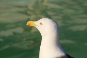 Leia mais sobre o artigo Instituto Albatroz faz alerta sobre o aumento de lixo nas praias da   Região dos Lagos (RJ) durante o verão,  ameaçando a vida marinha