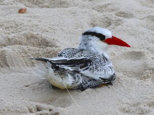 Leia mais sobre o artigo Instituto Albatroz faz soltura de ave oceânica   encontrada em forro de residência em Cabo Frio,  na Região dos Lagos (RJ)
