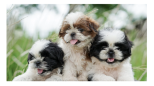 Leia mais sobre o artigo AGORA É LEI: CONDOMÍNIOS SÃO PROIBIDOS DE IMPEDIR CRIAÇÃO E GUARDA DE ANIMAIS DE PEQUENO PORTE