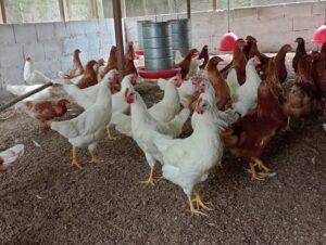 Leia mais sobre o artigo Após China, União Europeia e Argentina suspendem compra de carne de frango do Brasil