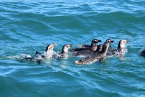 Leia mais sobre o artigo Instituto Albatroz faz soltura de 16 pinguins-de-Magalhães  a bordo de embarcação em Arraial do Cabo (RJ)