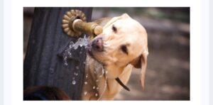 Leia mais sobre o artigo AGORA É LEI: BEBEDOUROS PARA ANIMAIS DEVERÃO SER INSTALADOS EM ESPAÇOS PÚBLICOS