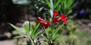 Leia mais sobre o artigo Prefeitura de Cabo Frio retoma Programa de Doação de Mudas no Horto Municipal