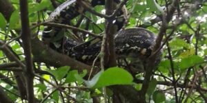 Leia mais sobre o artigo Após resgates de jiboias em Cabo Frio, Guarda Civil orienta população