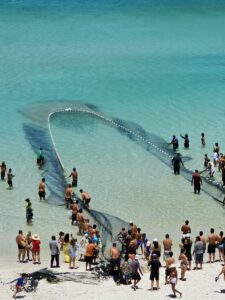 Leia mais sobre o artigo Produção pesqueira cresce e ultrapassa 770 toneladas em Arraial do Cabo em 2025