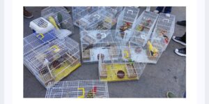 Leia mais sobre o artigo OPERAÇÃO DA ALERJ, IBAMA, ICMBIO E GOVERNO RESGATA 50 ANIMAIS SENDO VENDIDOS ILEGALMENTE EM FEIRA DE CAXIAS