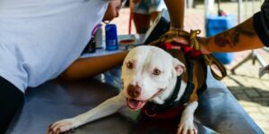 Leia mais sobre o artigo Cabo Frio recebe projeto Castra Mais RJ