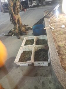 Leia mais sobre o artigo Combate à pesca ilegal: Operação na Laguna apreende 60kg de camarão em Cabo Frio 