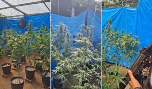 Leia mais sobre o artigo Polícia encontra estufa com mais de 100 pés de maconha em Búzios; proprietário alega produção para fins medicinais