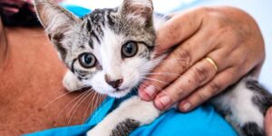 Leia mais sobre o artigo Prefeitura de Cabo Frio realiza nova edição da Feira de Adoção Animal