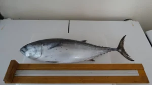 Leia mais sobre o artigo A presença de mercúrio em peixes vendidos em Cabo Frio