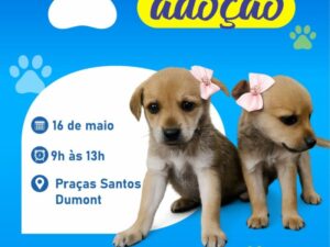 Leia mais sobre o artigo Feira de adoção de cães e gatos acontece  na Praça Santos Dumont