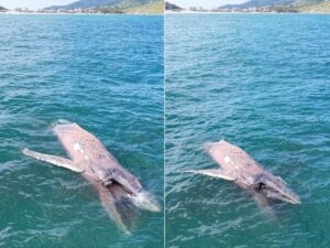 Leia mais sobre o artigo Baleia-jubarte é encontrada morta boiando no mar de Arraial do Cabo