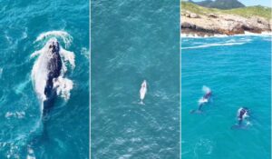 Leia mais sobre o artigo Baleias aparecem antes da temporada e já são avistadas em Arraial do Cabo