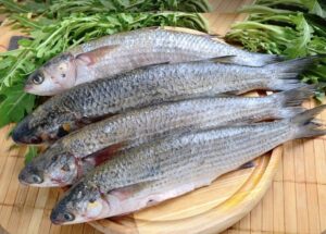 Leia mais sobre o artigo Carapeba e tainha estão entre as atrações gastronômicas do Festival do Peixe em Araruama