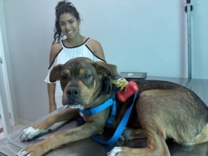 Leia mais sobre o artigo Prefeitura de Araruama fortalece saúde animal com cerca de 800 atendimentos veterinários gratuitos por mês