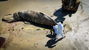Leia mais sobre o artigo Secretaria de Serviços Públicos de Búzios realiza retirada de baleia encalhada na Praia da Marina