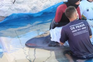 Leia mais sobre o artigo Cachalote-pigmeu resgatada em Cabo Frio morre dois dias após o resgate
