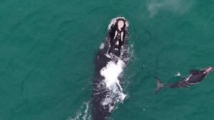 Leia mais sobre o artigo Baleia-franca é avistada com filhote em Arraial do Cabo e Funtec Ambiental orienta cuidados redobrados durante a navegação