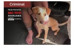 Leia mais sobre o artigo MPRJ obtém prisão preventiva de homem investigado por maus-tratos contra cão em Araruama