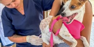 Leia mais sobre o artigo Vacinação antirrábica será oferecida durante as Feiras de Adoção Animal em Cabo Frio