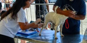 Leia mais sobre o artigo Jardim Esperança recebe projeto Castra Mais RJ
