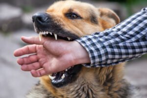 Leia mais sobre o artigo Estado do Rio de Janeiro registra 28 mil casos de acidentes com animais potencialmente transmissores de raiva entre janeiro e julho
