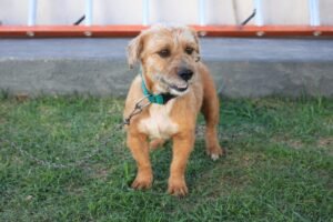 Leia mais sobre o artigo Castramóvel chega a Araruama com expectativa de atender cerca de 1,5 mil animais