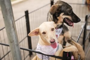 Leia mais sobre o artigo Araruama recebe campanha Vacina Mais RJ com imunização gratuita para cães e gatos