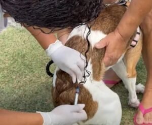 Leia mais sobre o artigo Iguaba Grande realiza campanha de vacinação antirrábica animal no dia 26 de setembro