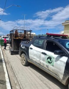 Leia mais sobre o artigo Duas éguas são capturadas após denúncias de animais soltos em Arraial do Cabo