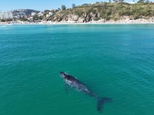 Leia mais sobre o artigo Projeto Mar de Baleias registra 960 avistamentos de baleias-jubarte em três meses de monitoramento em Arraial do Cabo