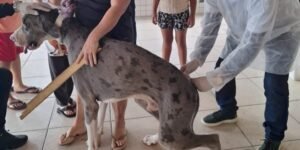 Leia mais sobre o artigo Largada da Campanha de Vacinação Antirrábica imuniza 1.600 animais em Cabo Frio