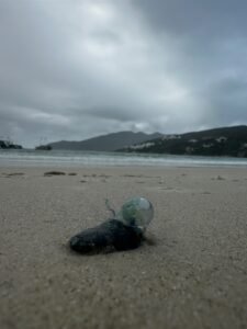 Leia mais sobre o artigo Caravelas-portuguesas são avistadas na Praia dos Anjos, em Arraial do Cabo