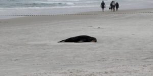 Leia mais sobre o artigo Lobo-marinho é encontrado na Praia das Dunas, em Cabo Frio