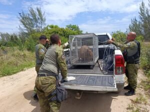 Leia mais sobre o artigo Capivara é resgatada em residência no Centro de Arraial do Cabo